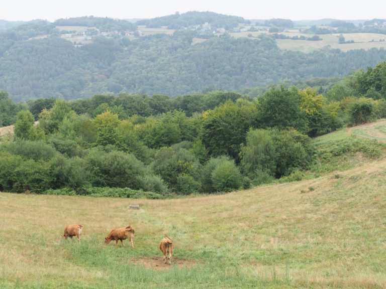 Vaches dans un pré de la campagne corrézienne