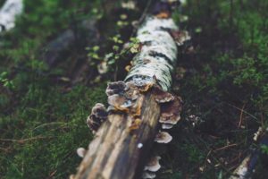 branche d'arbre au sol dans une forêt